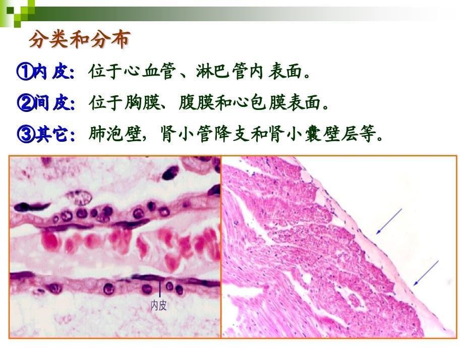 复件 第2章：上皮组织_第5页