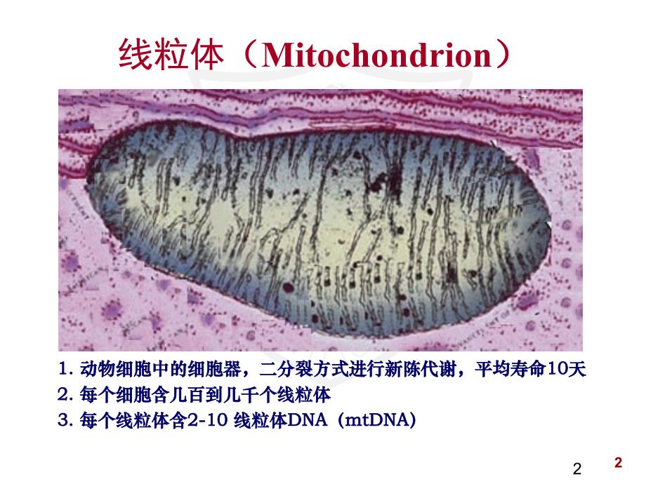 线粒体疾病的分子诊断_第2页