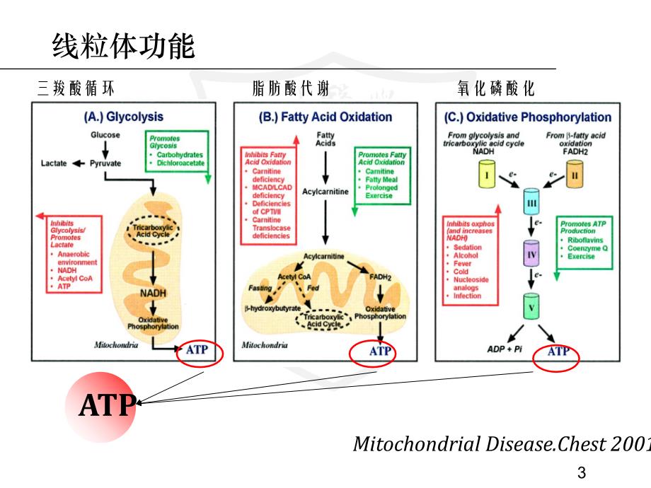 线粒体疾病的分子诊断_第3页