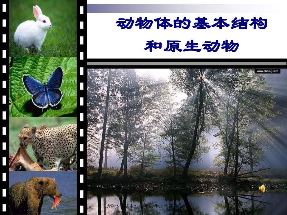 动物体的基本结构和原‘生动物课件_第1页