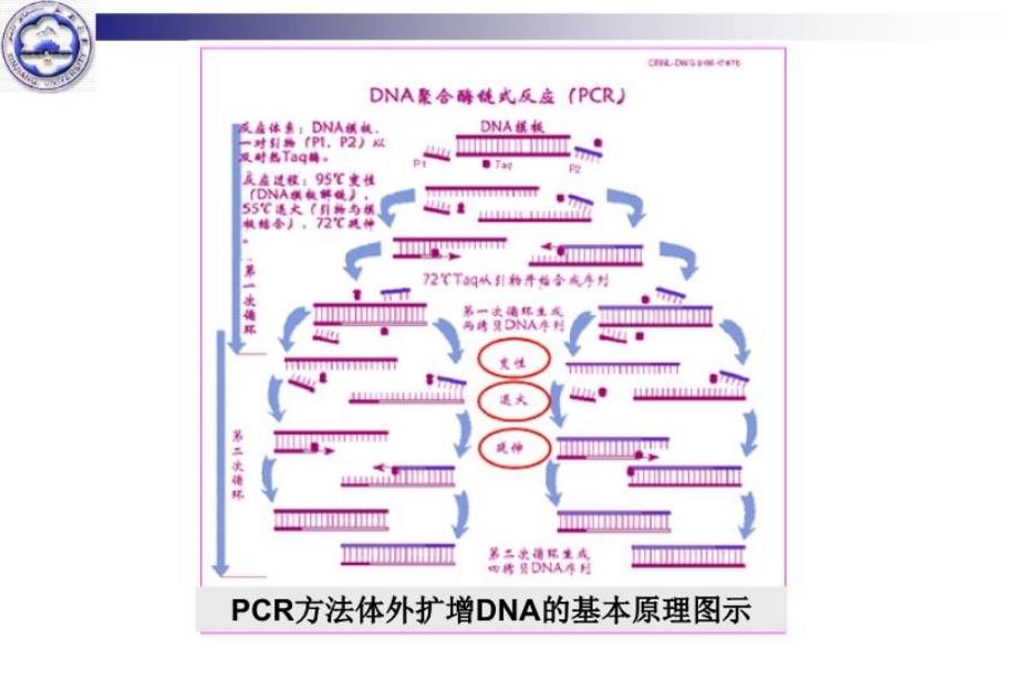 最新十一次目基因PCR扩增与检测幻灯片_第4页