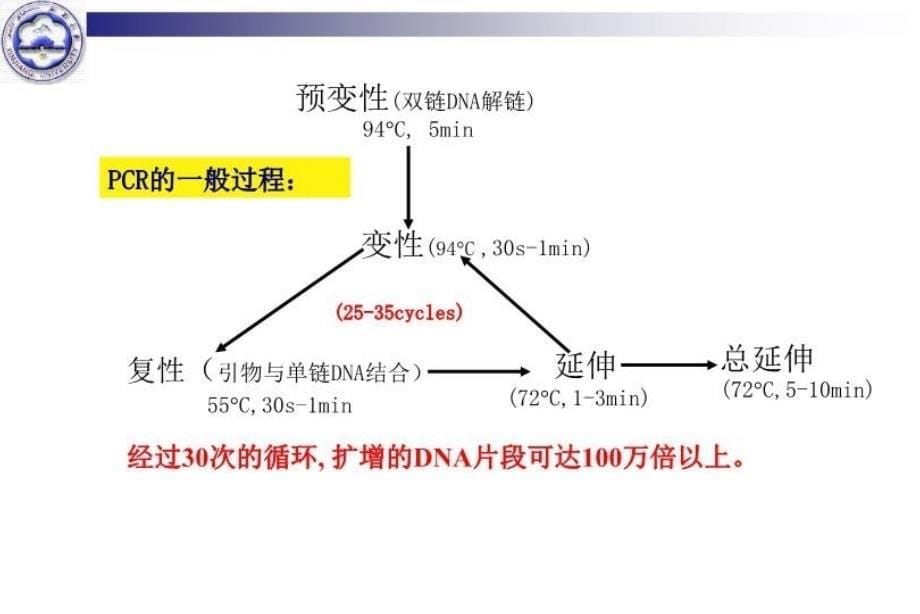 最新十一次目基因PCR扩增与检测幻灯片_第5页