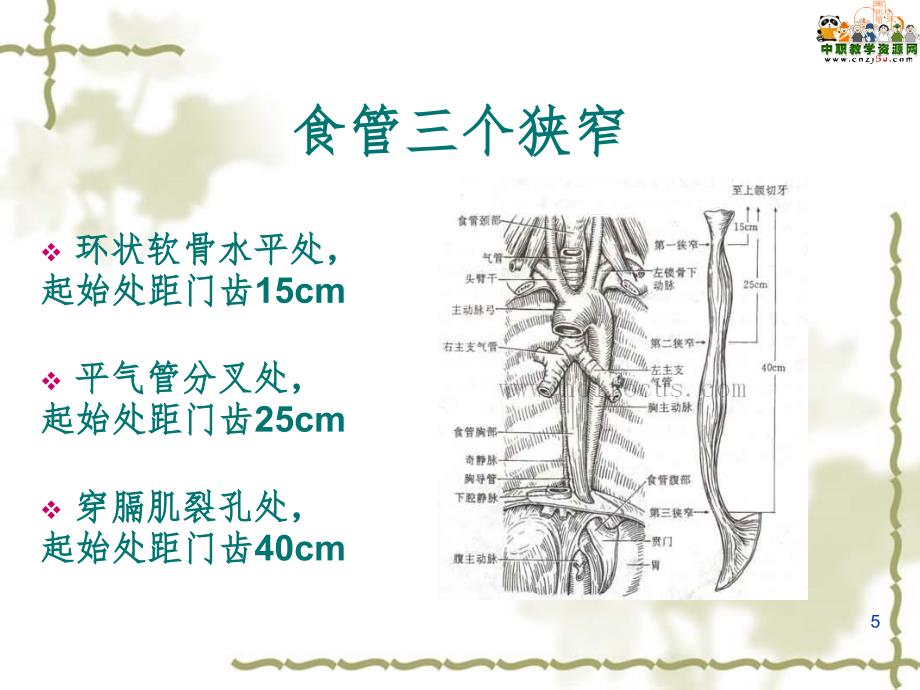 护理技术鼻饲法.ppt_第5页