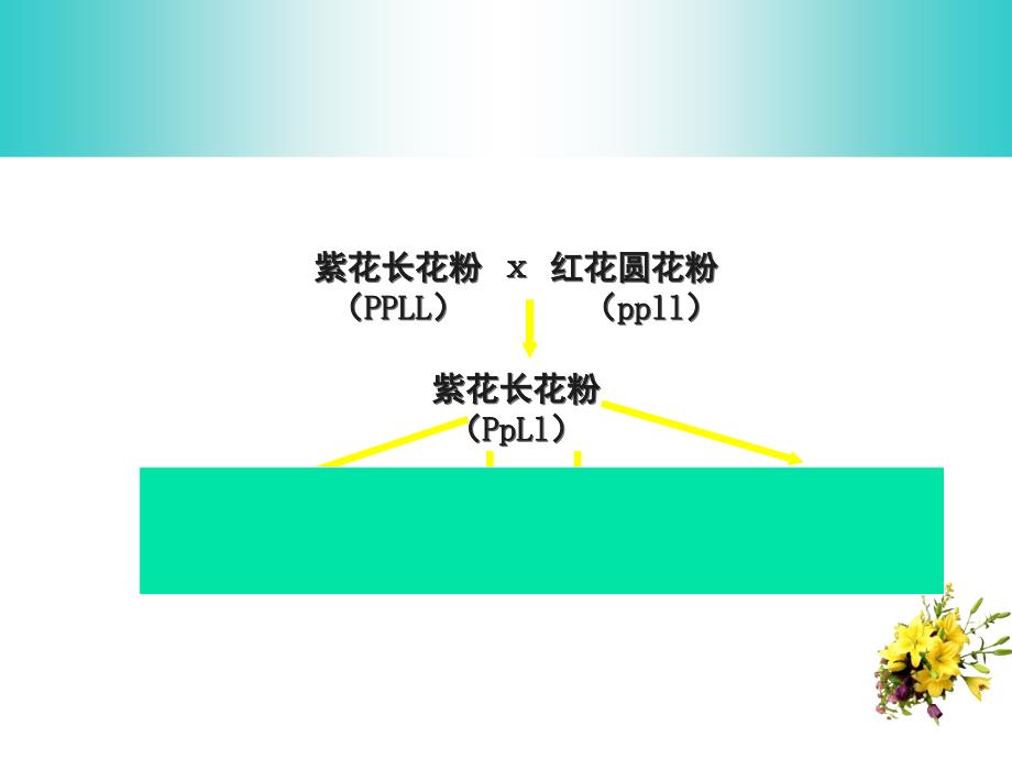 高三生物基因的连锁和互换规律分享资料_第2页