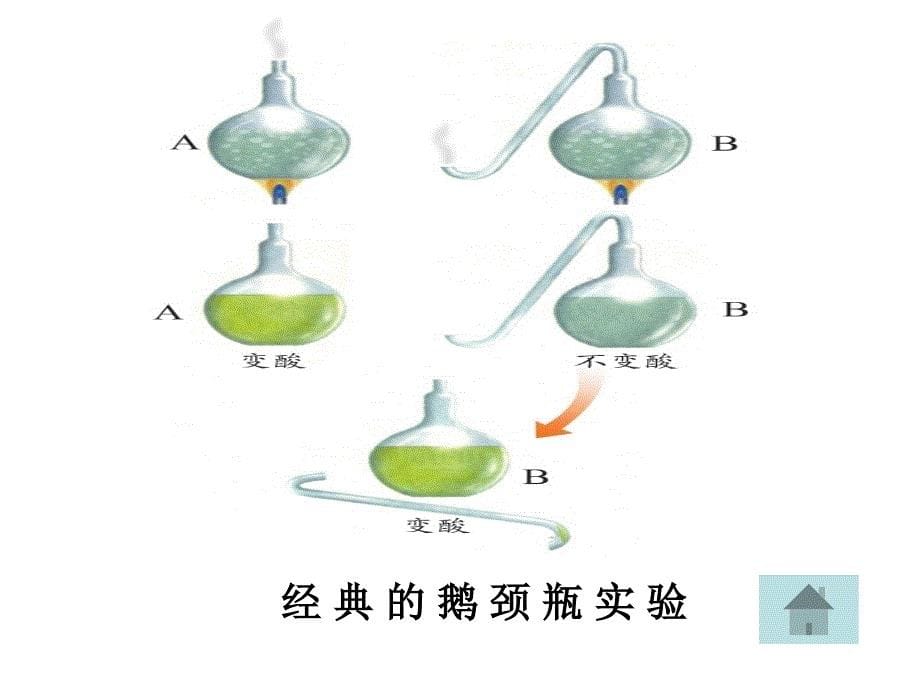 新课标人教版初中生物第五单元第四章第三节真菌课件_第5页