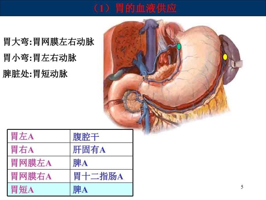 胃肠阑尾腹部损伤腹膜炎疝_第5页