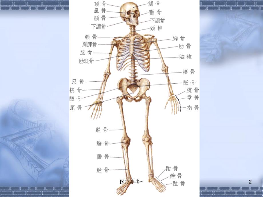 婴幼儿的生理特点【优选资料】_第2页