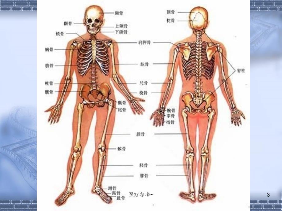 婴幼儿的生理特点【优选资料】_第3页