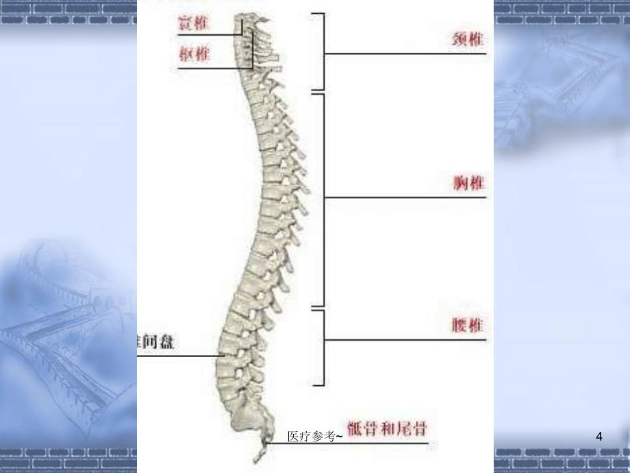 婴幼儿的生理特点【优选资料】_第4页