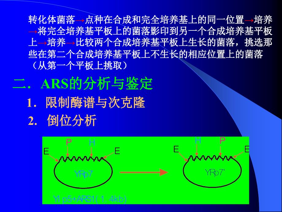 第三节染色体自主复制序列的分离与鉴定_第3页