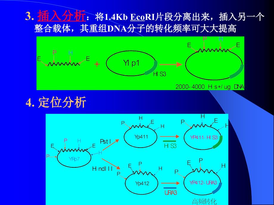 第三节染色体自主复制序列的分离与鉴定_第4页