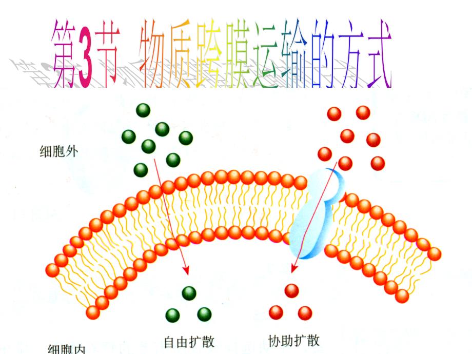 物质的跨膜运输富源一中任娅娟_第3页