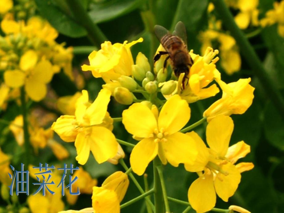 植物的花课件_第4页