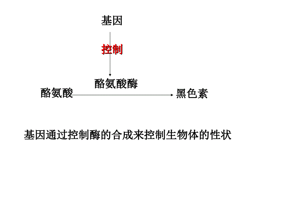 [课件]第10课基因控制蛋白质的合成_第3页