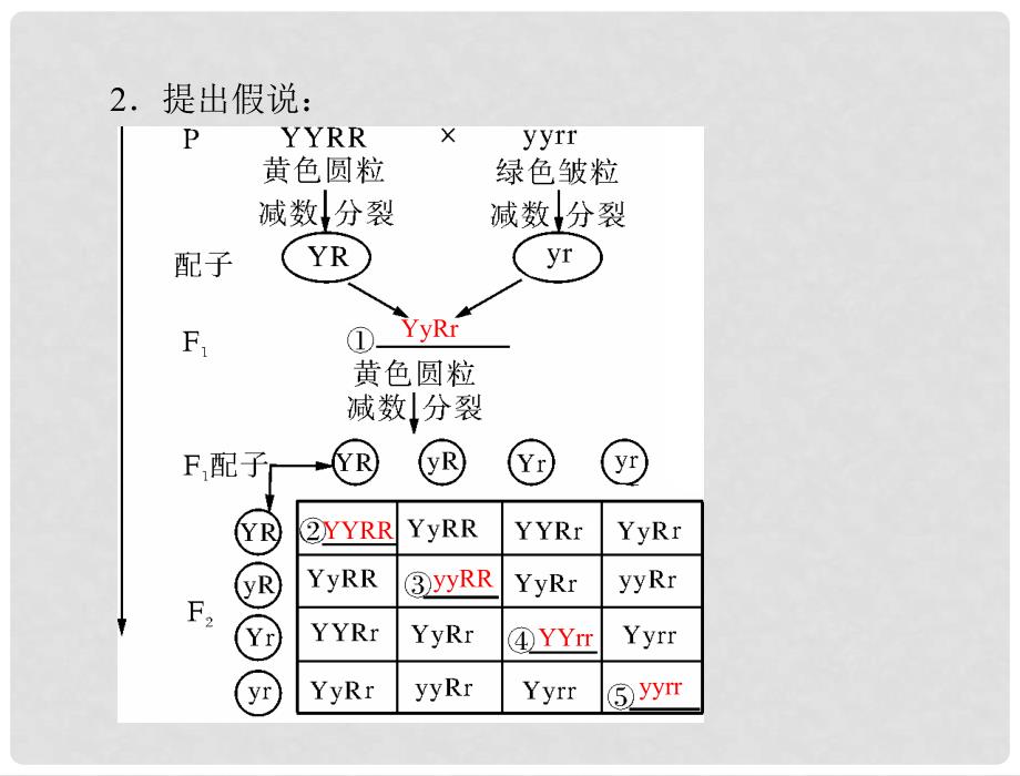 高考生物总复习 第1章 遗传因子的发现 第2节 孟德尔的豌豆杂交实验（二）课件 新人教版必修2_第3页