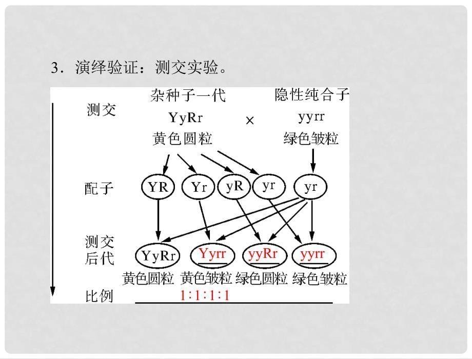 高考生物总复习 第1章 遗传因子的发现 第2节 孟德尔的豌豆杂交实验（二）课件 新人教版必修2_第5页