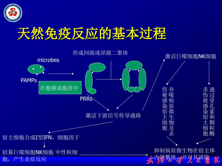 天然免疫与血管疾病ppt课件_第4页