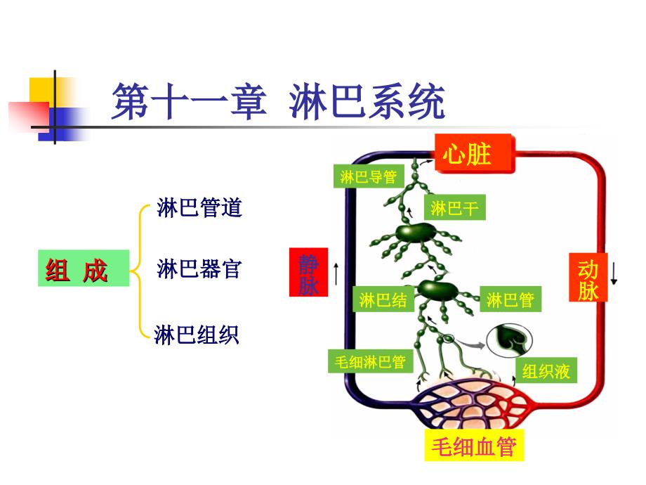 系统解剖学教学课件：第十一章 淋巴系统 (2)_第1页