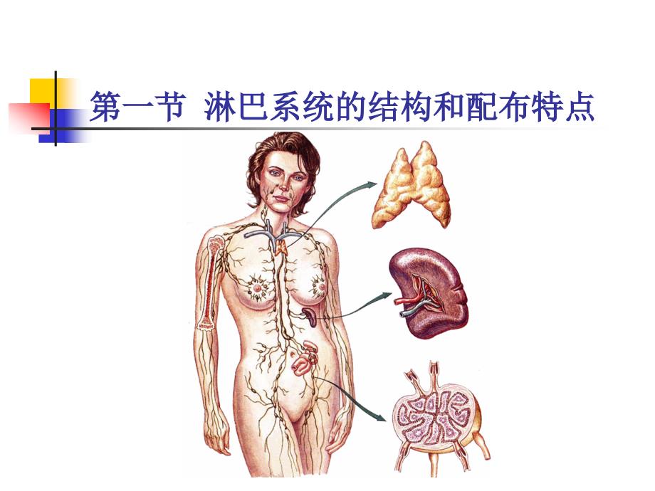 系统解剖学教学课件：第十一章 淋巴系统 (2)_第3页