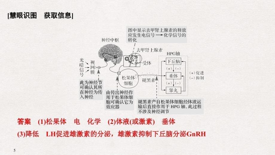 高考生物一轮复习 补上一课5 动物激素生理功能的相关实验分析课件_第5页