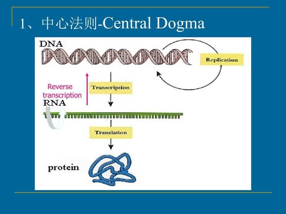 2第二章微生物发酵产酶_第5页