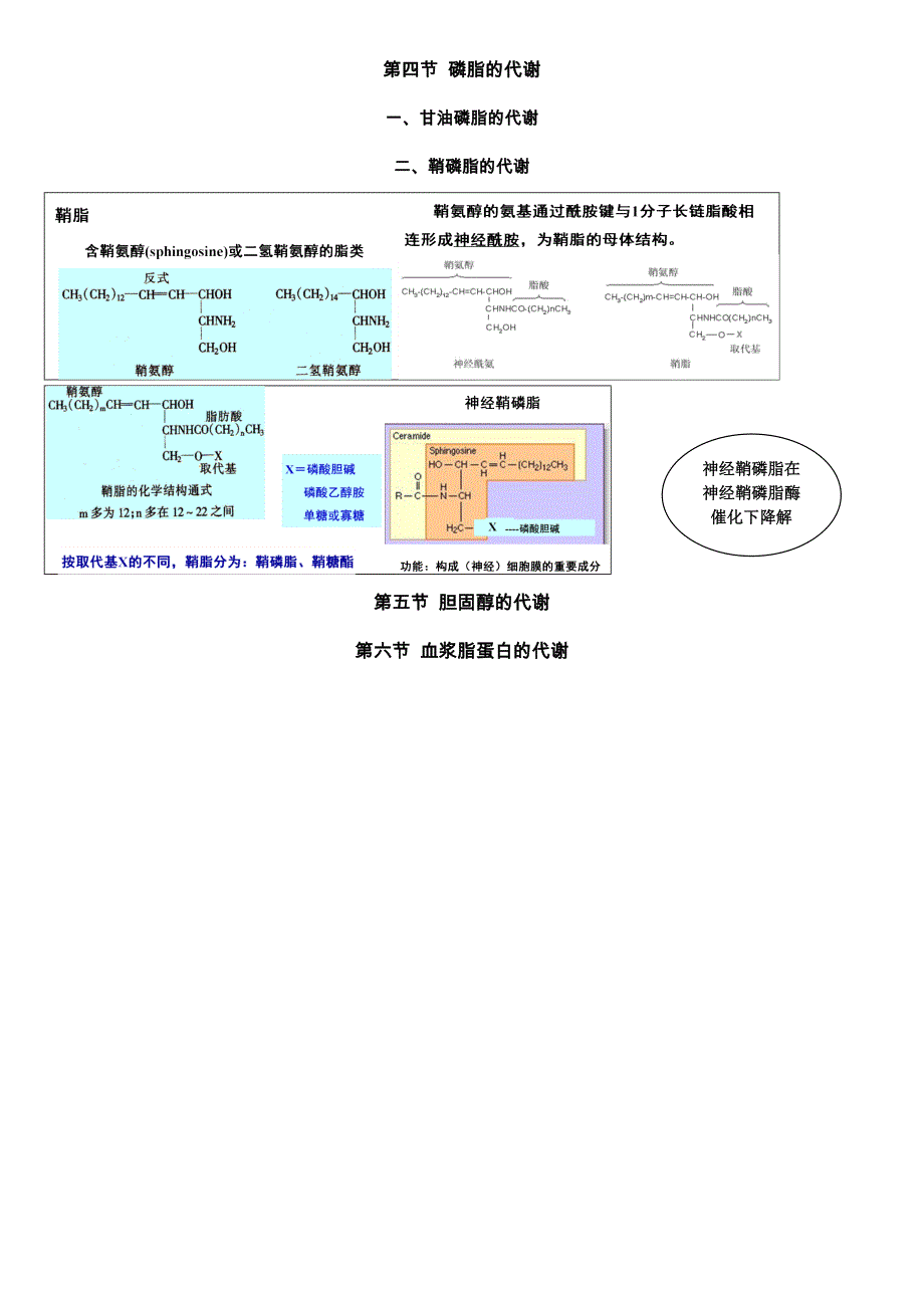 生物化学与分子生物学—脂类代谢_第2页