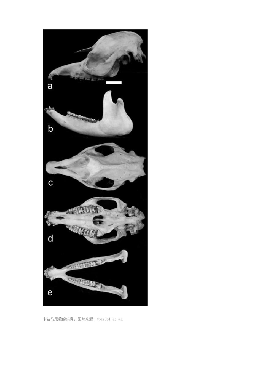 二十年来首次发现大哺乳动物：卡波马尼貘_第3页