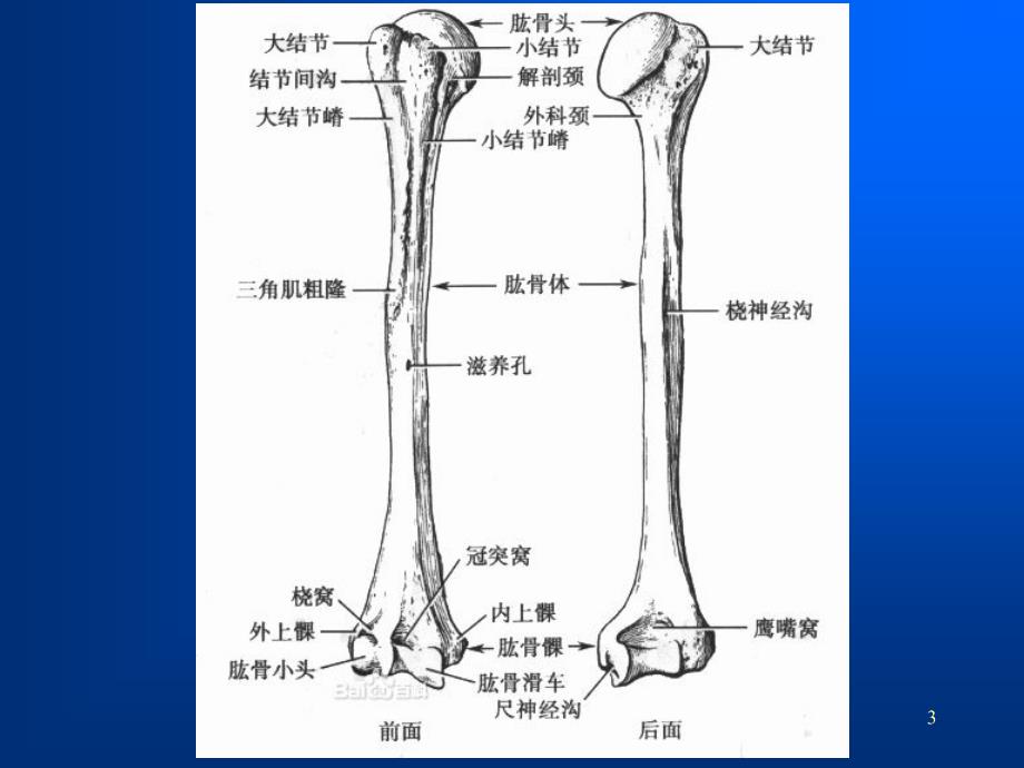 肩关节解剖MRIppt课件_第3页