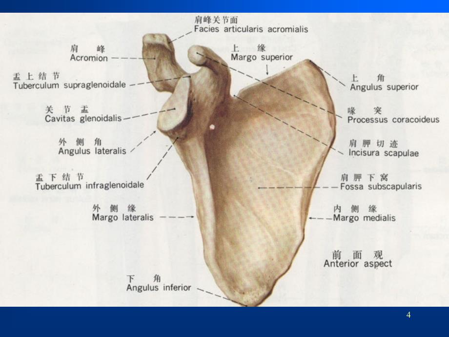 肩关节解剖MRIppt课件_第4页