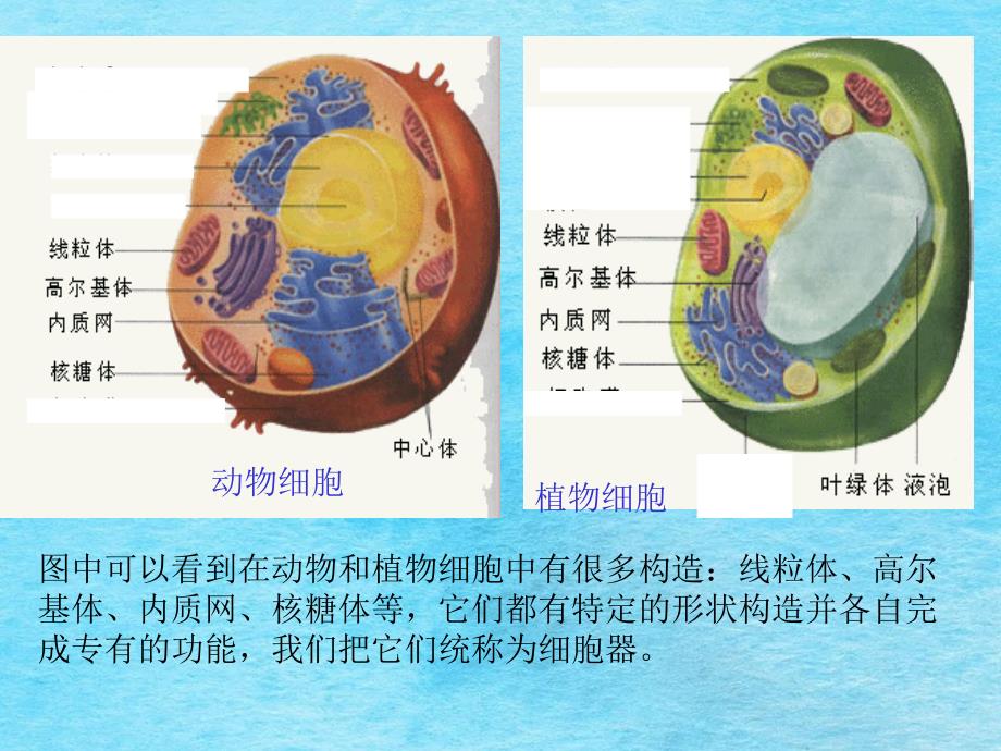 植物细胞结构图ppt课件_第4页