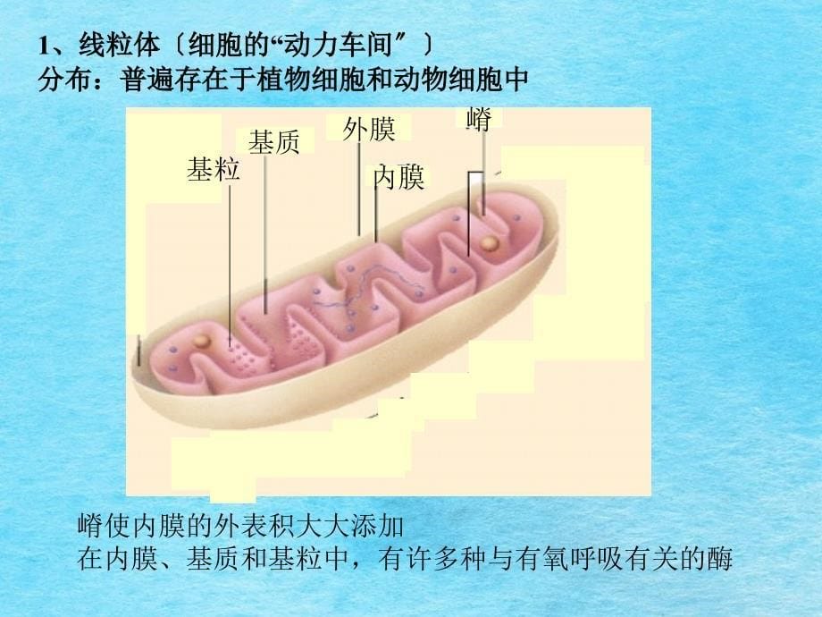 植物细胞结构图ppt课件_第5页