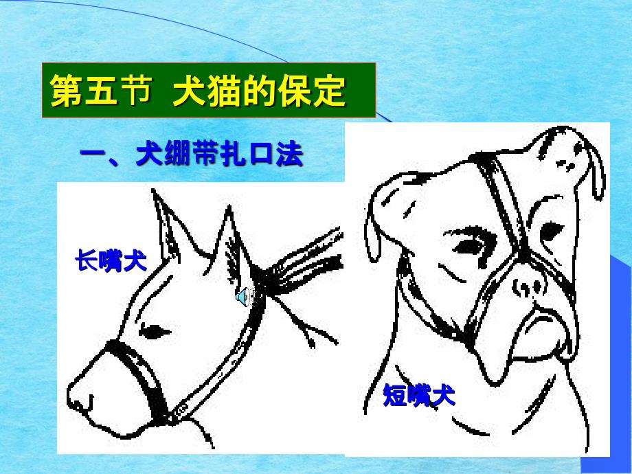 第五节犬猫的保定ppt课件_第1页