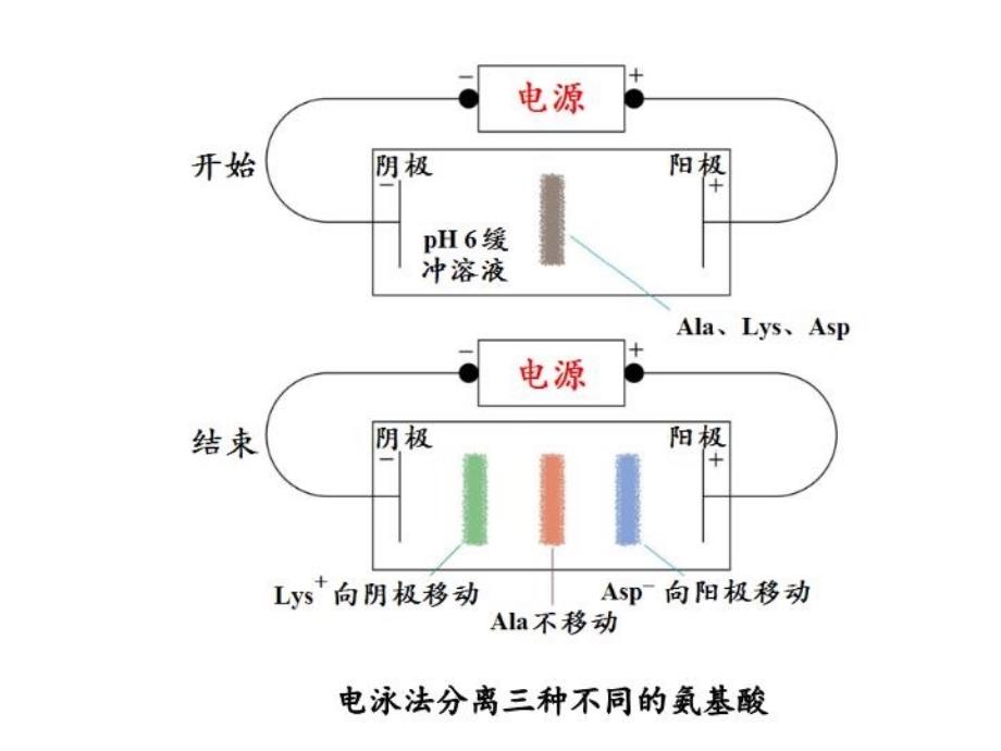 最新常见的生化与分子生物学技术大串讲PPT课件_第3页