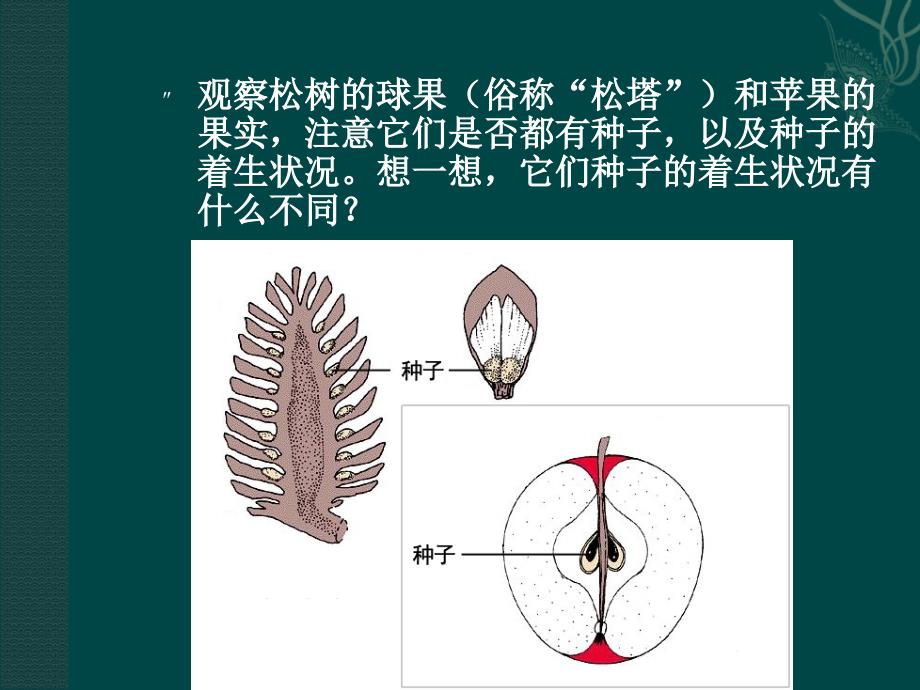 八年级生物下册222植物的主要类群课件2北师大版_第2页