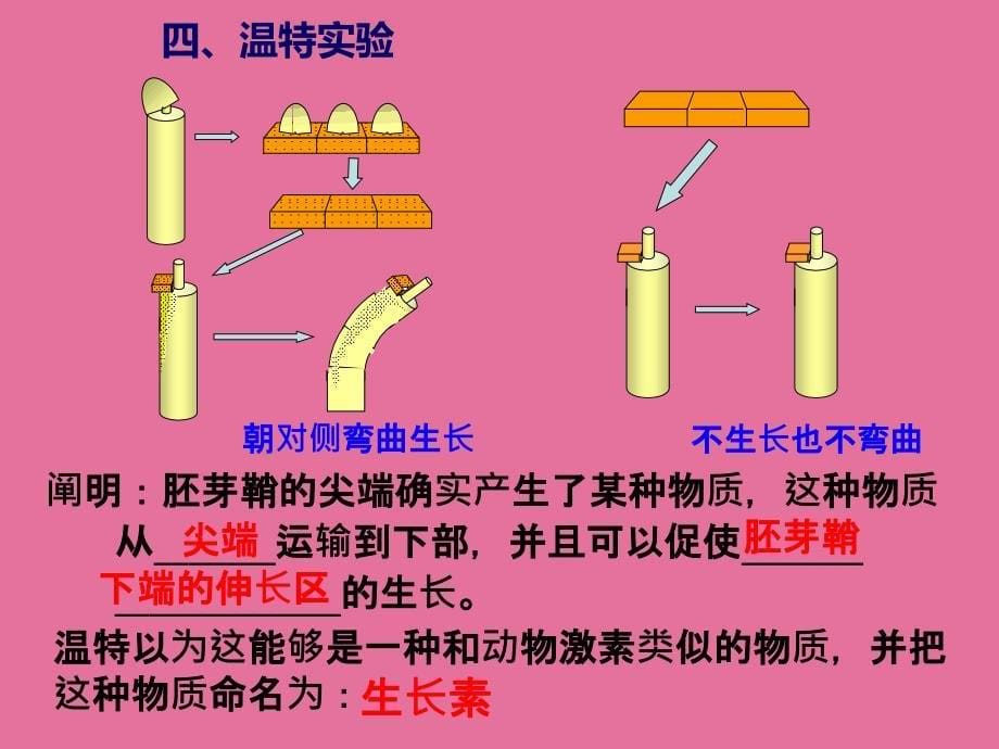 植物激素ppt课件_第5页