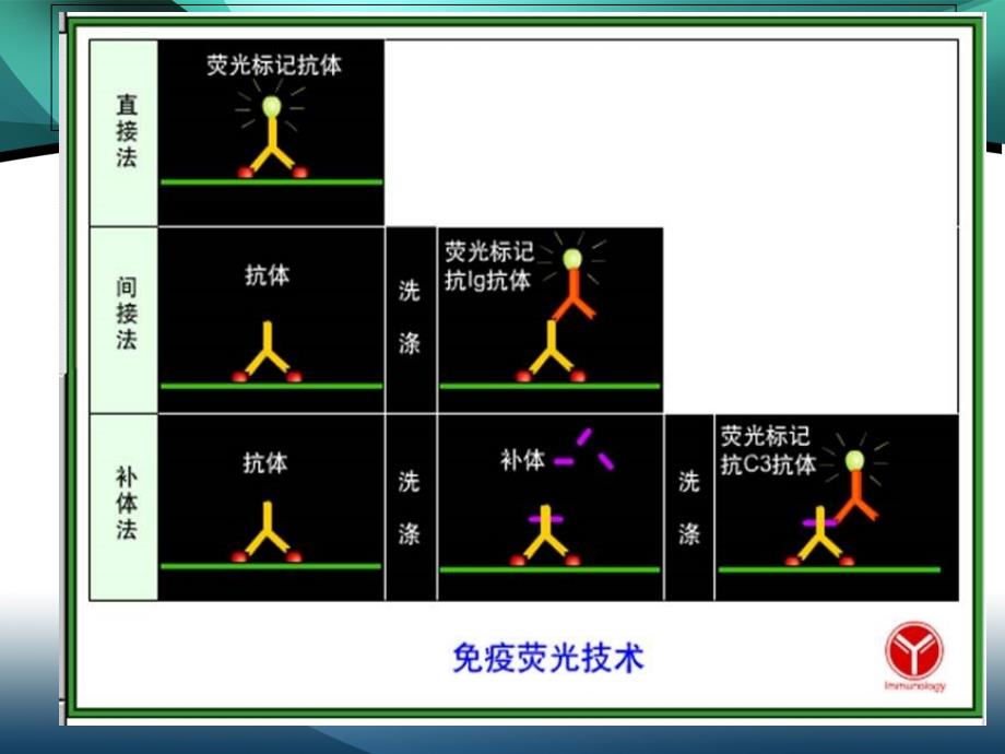 实验6、 免疫荧光技术_第3页