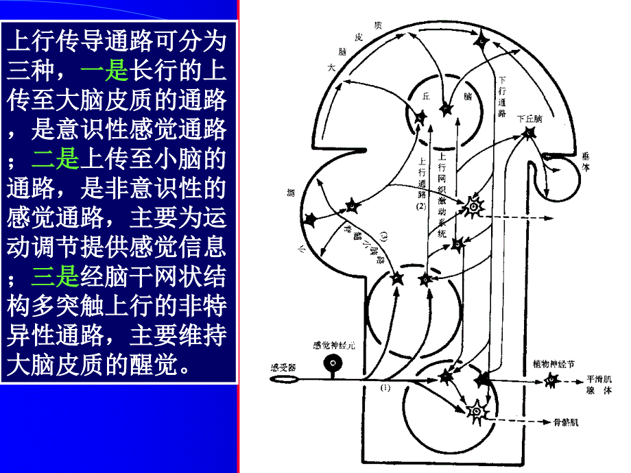 [临床医学]神经传导通路_第4页