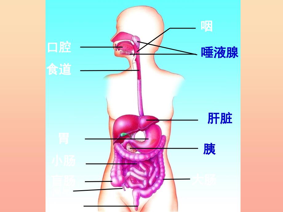 四年级科学下册 3 食物 2 食物中的营养课件2 教科版.ppt_第4页