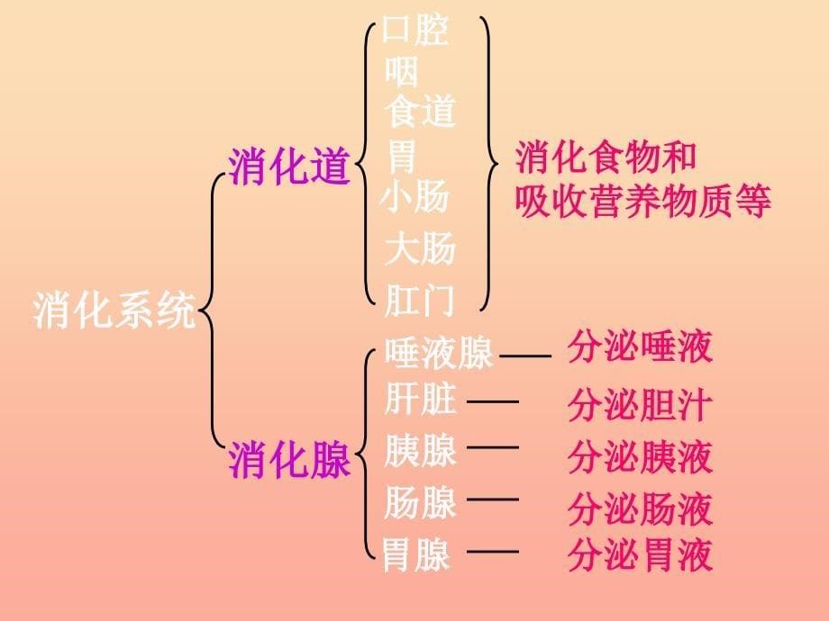 四年级科学下册 3 食物 2 食物中的营养课件2 教科版.ppt_第5页