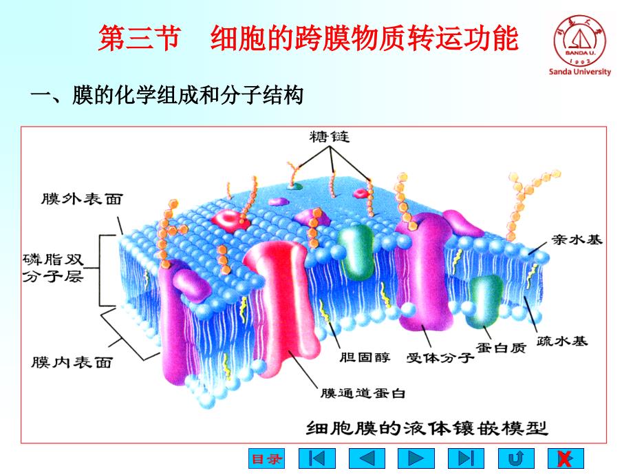 杉达细胞生理_第2页