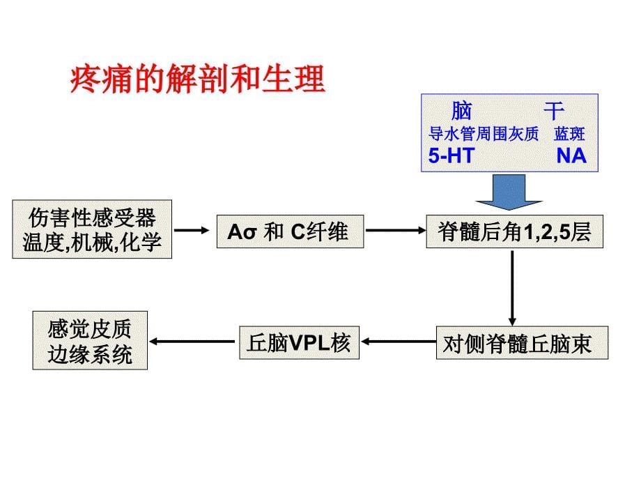 神经病理性疼痛的概念与诊断李焰生_第5页