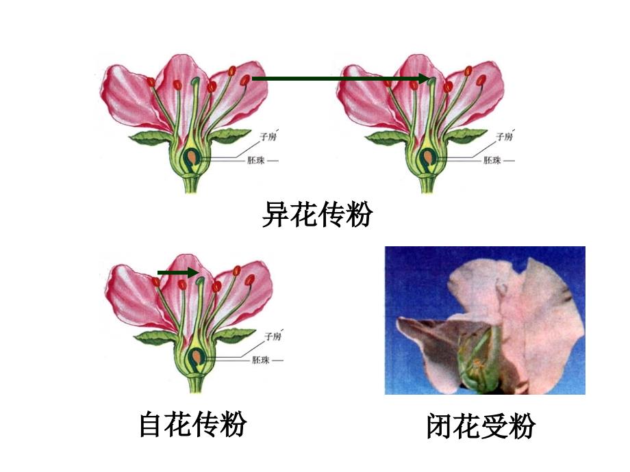 基因的分离定律讲课稿_第2页