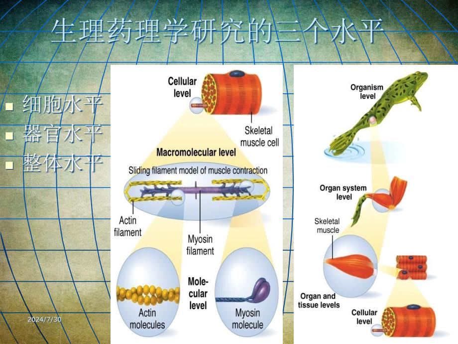 人体解剖生理学第一章绪论_第4页