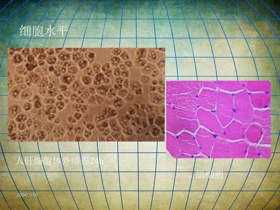 人体解剖生理学第一章绪论_第5页