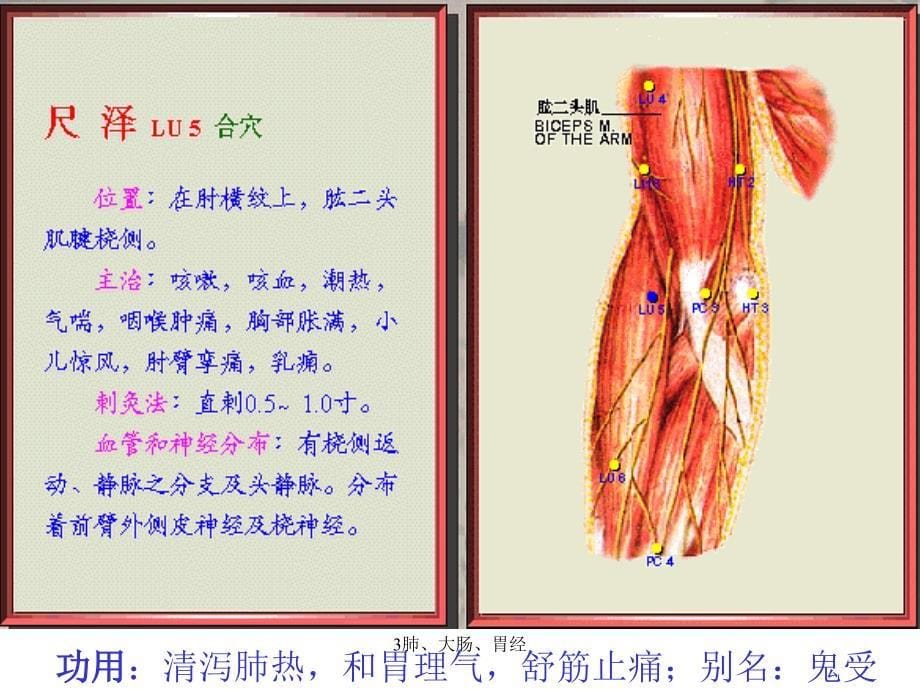 肺、大肠、胃经_第5页