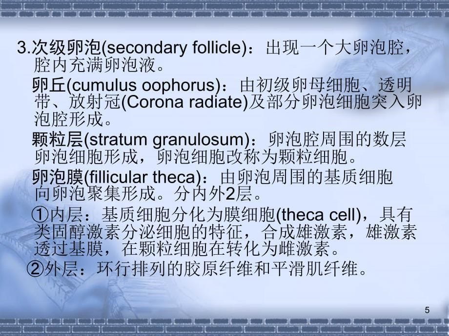 女生殖系组织学和胚胎学_第5页