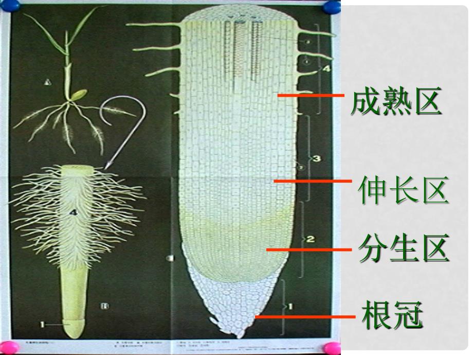 湖北省麻城市集美学校七年级生物上册《第三单元 第二章 第二节 植株的生长》课件 新人教版_第2页