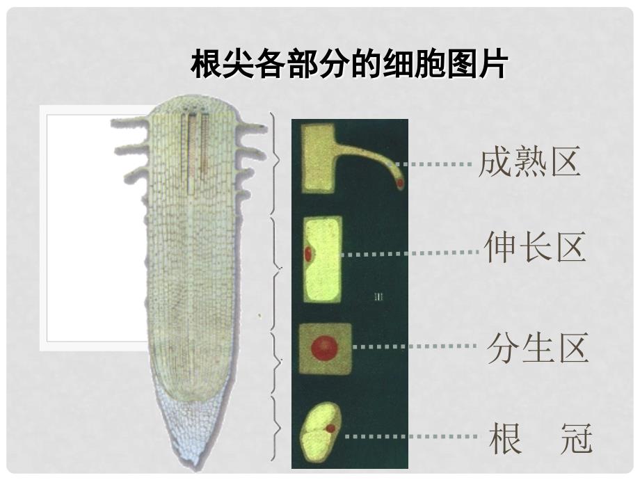 湖北省麻城市集美学校七年级生物上册《第三单元 第二章 第二节 植株的生长》课件 新人教版_第3页