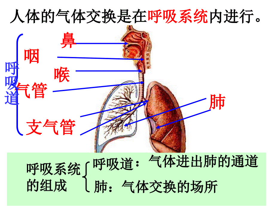 苏科版七年级上册人的呼吸_第3页