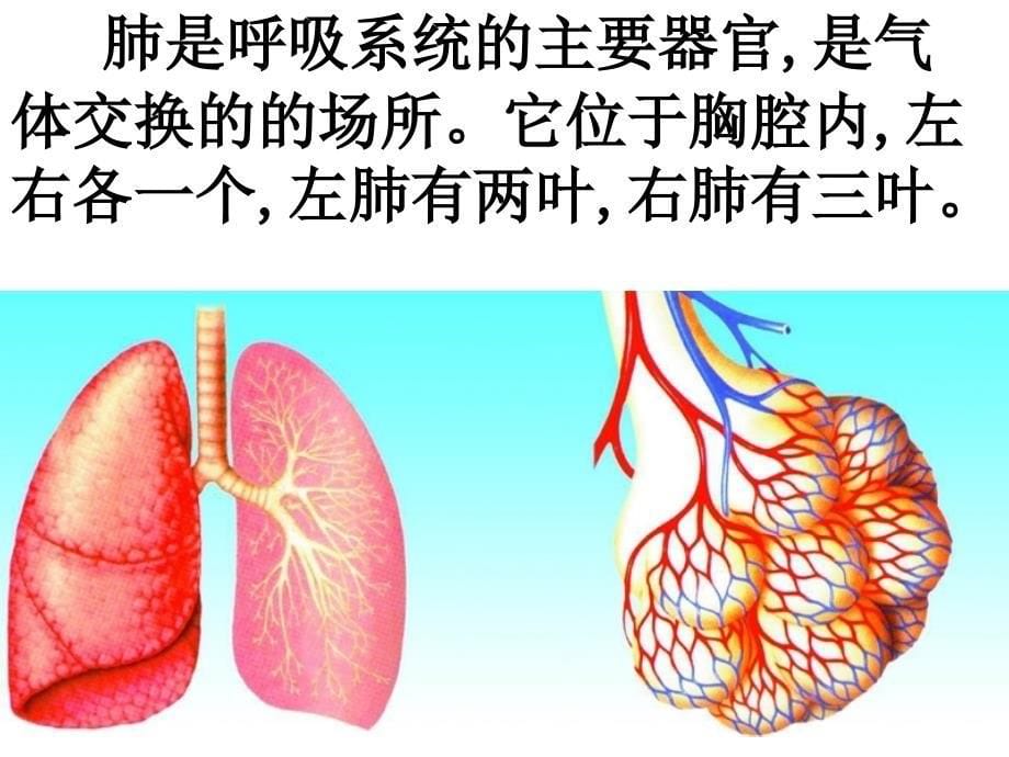 苏科版七年级上册人的呼吸_第5页